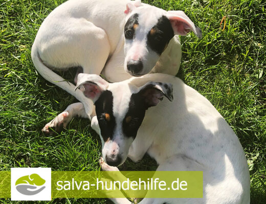 SALVA Hundehilfe e.V.