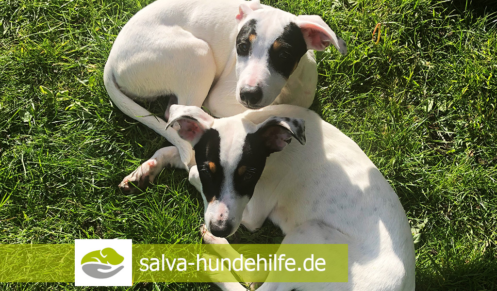 SALVA Hundehilfe e.V.